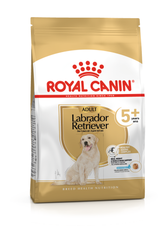 Labrador Retriever Adult 5+